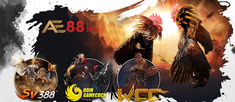 đa dạng Các sảnh đá gà tại AE888 phổ biến